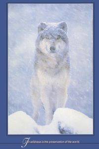 POSTER ARCTIC WOLF 61 X 91.5 CM