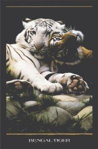 POSTER BENGAL TIGRS II 61 X 91.5 CM