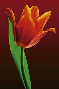 POSTER TULIP ON RED 61 X 91.5 CM