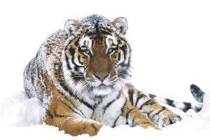 POSTER SIBERIAN TIGER 61 X 91.5 CM