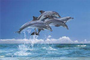 POSTER FOUR DOLPHINS 61 X 91.5 CM