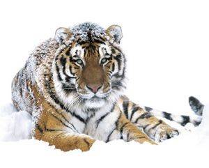 POSTER SIBERIAN TIGER 40.6 X 50.8 CM