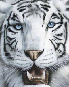 POSTER TIGRE BLANCO 40.6 X 50.8 CM