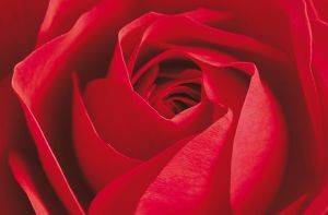  L\'IMPORTANT C\'EST LA ROSE 115 X 175 CM