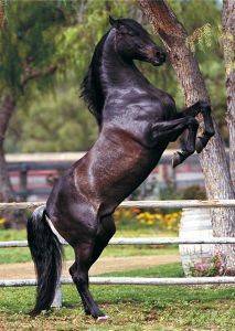 POSTER ANDAL STALLION 61 X 91.5 CM