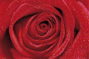 POSTER ROSE 61 X 91.5 CM