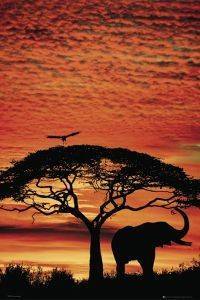 POSTER AFRICA ELEPHANT 61 X 91.5 CM