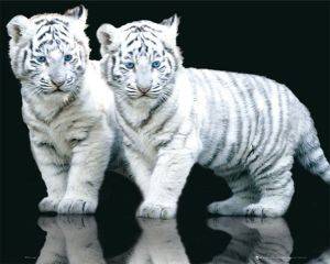 POSTER WHITE TIGER CUBS 40.6 X 50.8 CM