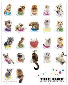 POSTER THE CAT COLOUR COMPILATION 40.6 X 50.8 CM