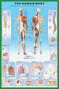 POSTER  THE HUMAN BODY  61 X 91.5 CM
