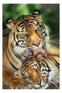 POSTER  TIGER - MOTHER\'S LOVE   61 X 91.5 CM