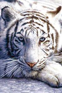 POSTER WHITE TIGER 61 X 91.5 CM