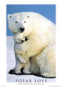 POSTER POLAR LOVE 61 X 91.5 CM