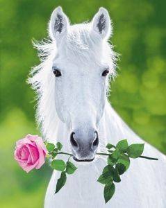 POSTER WHITE HORSE 40.6 X 50.8 CM