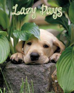 POSTER DOG LAZY DAYS 40.6 X 50.8 CM