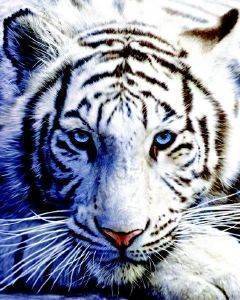 POSTER WHITE TIGER 40.6 X 50.8 CM