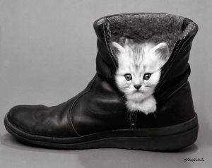 POSTER KITTEN IN BOOT 40.6 X 50.8 CM