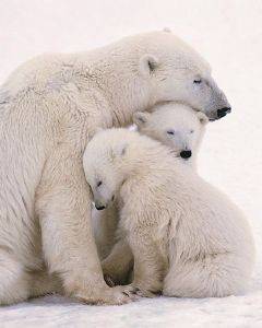 POSTER POLAR BEAR FAMILY 40.6 X 50.8 CM