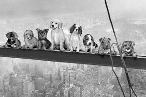 POSTER DOGS ON GIRDER 61 X 91.5 CM