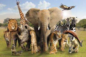 POSTER WILD WORLD 61 X 91.5 CM