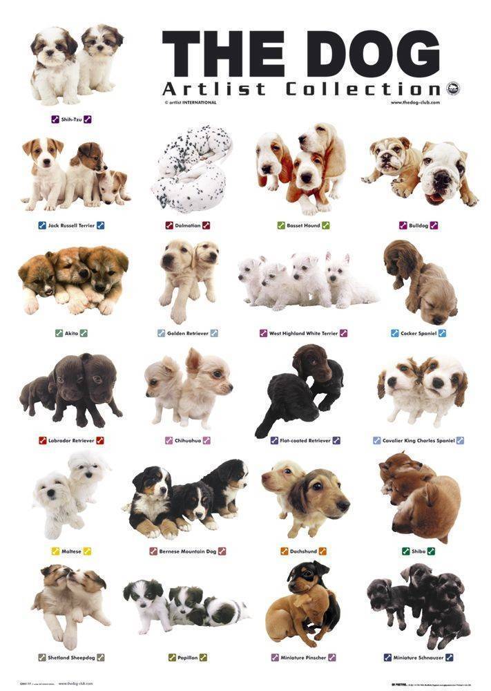 POSTER THE DOG PUPPIES (61X91.5CM) PYRAMID INTERNATIONAL
