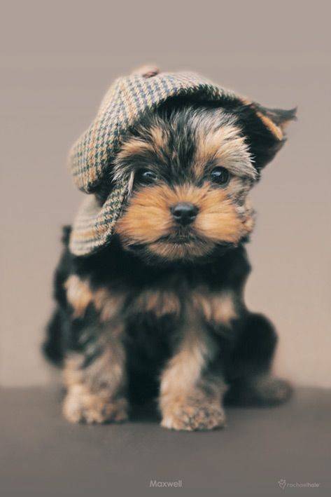 POSTER R-HALE MAXWELL (61X91.5CM)