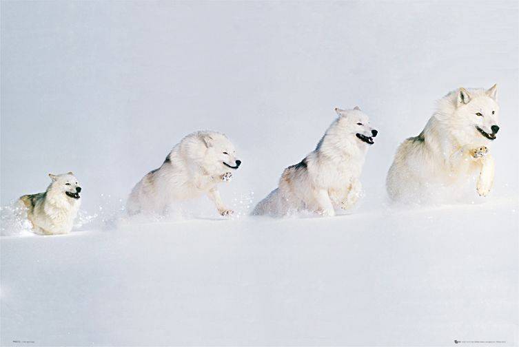 POSTER WHITE WOLVES (61X91.5CM) PYRAMID INTERNATIONAL