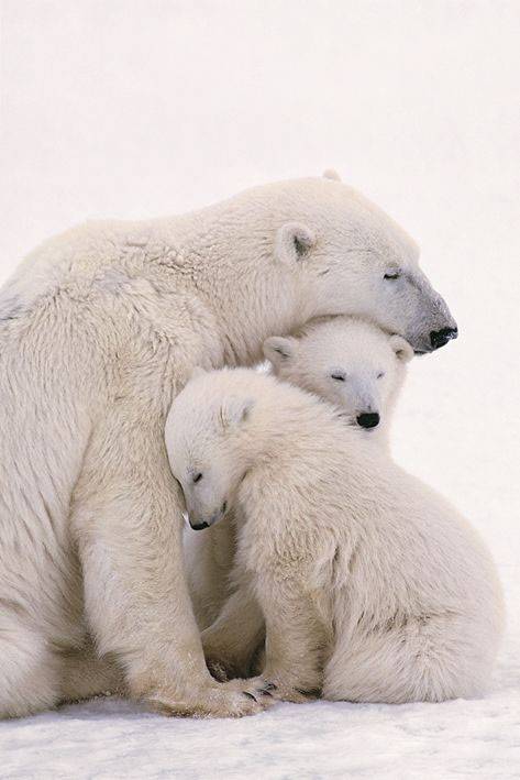 POSTER POLAR BEAR FAMILY (61X91.5CM) PYRAMID INTERNATIONAL