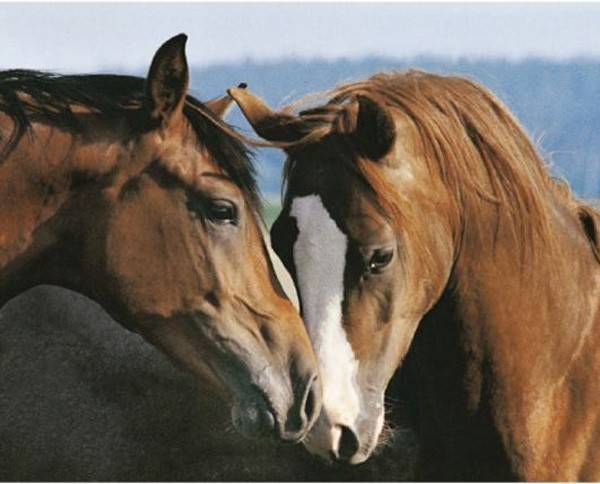 POSTER TENDERNESS (40.6X50.8CM)