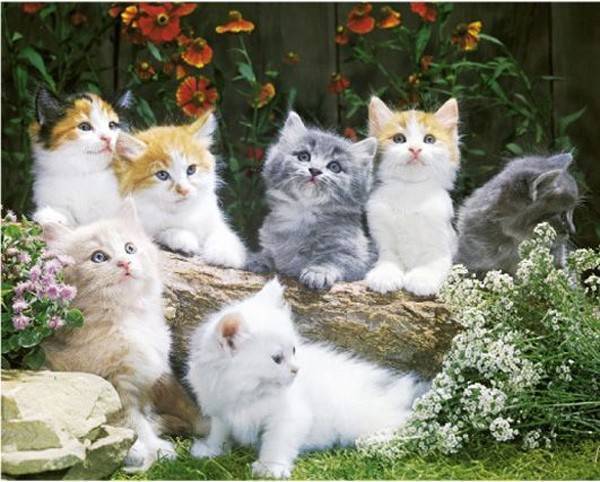 GB EYE POSTER BABY CATS (40.6X50.8CM)