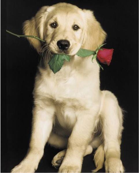 POSTER CASANOVA (40.6X50.8CM) GB EYE