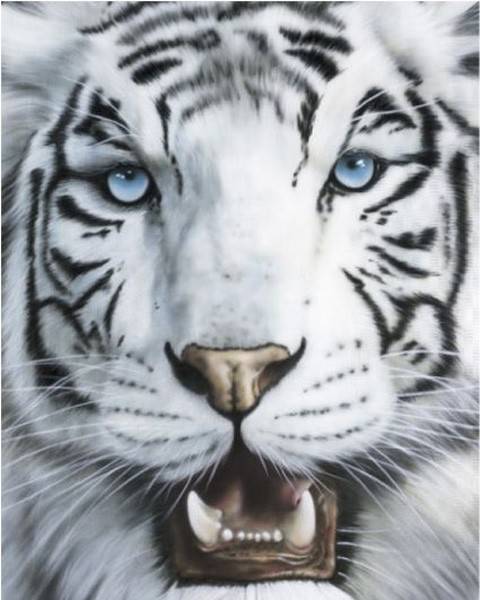 POSTER TIGRE BLANCO (40.6X50.8CM)