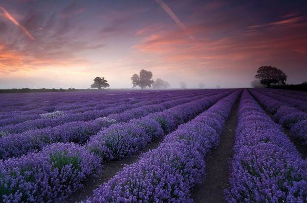 GB EYE POSTER LAVENDER FIELD (61X91.5CM)