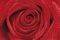 POSTER ROSE 61 X 91.5 CM