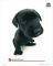 POSTER THE DOG LABRADOR 40.6 X 50.8 CM