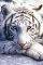 POSTER WHITE TIGER 61 X 91.5 CM