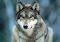 POSTER GREY WOLF 61 X 91.5 CM