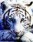 POSTER WHITE TIGER 40.6 X 50.8 CM