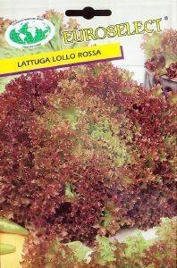  LOLLO ROSSA