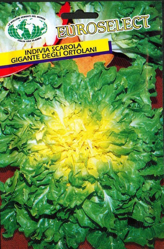 ΑΝΤΙΔΙ SCAROLA AGROZA