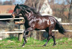 ANDALUSIAN HORSE - 1500 