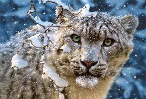 SNOW LEOPARD - 1500 