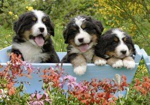 3 PUPPIES 1000 