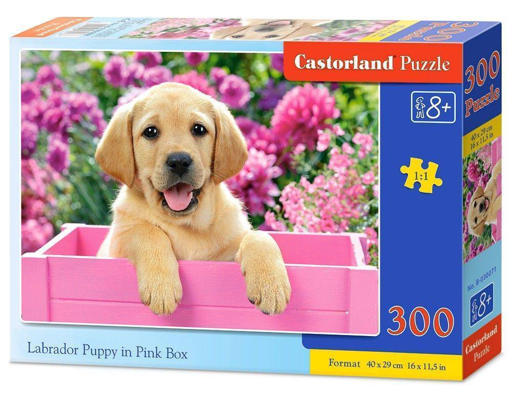 LABRADOR PUPPY IN PINK BOX CASTORLAND 300 ΚΟΜΜΑΤΙΑ CASTORLAND