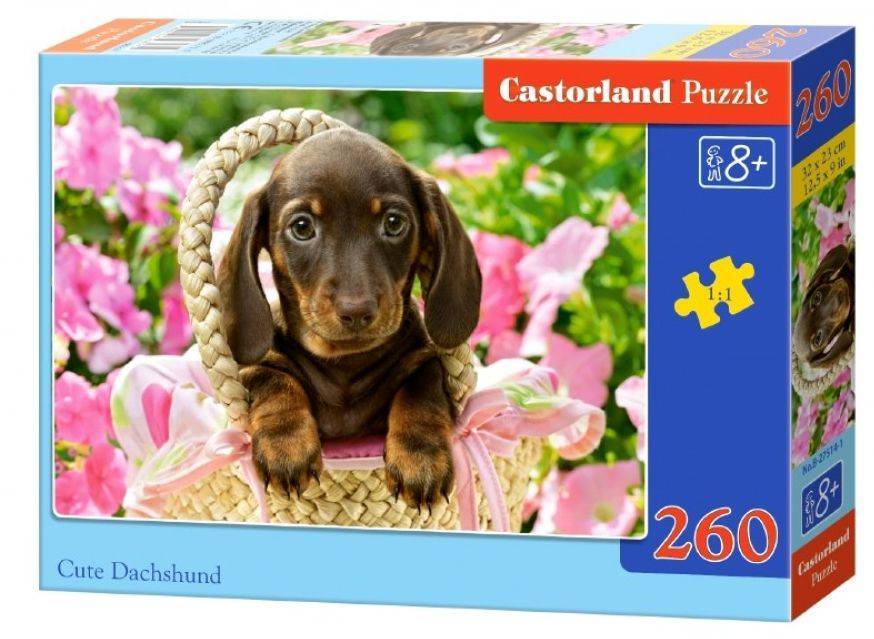 CUTE DACHSHUND CASTORLAND 260 ΚΟΜΜΑΤΙΑ