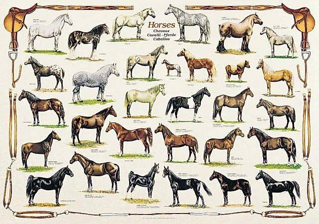 HORSES RICORDI 1000 KOMMATIA RICORDI