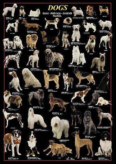 DOGS RICORDI 1000 KOMMATIA RICORDI