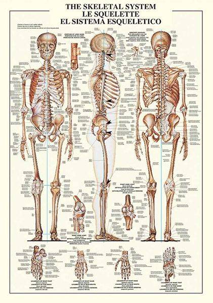 THE SKELETAL SYSTEM RICORDI 1000 ΚΟΜΜΑΤΙΑ RICORDI