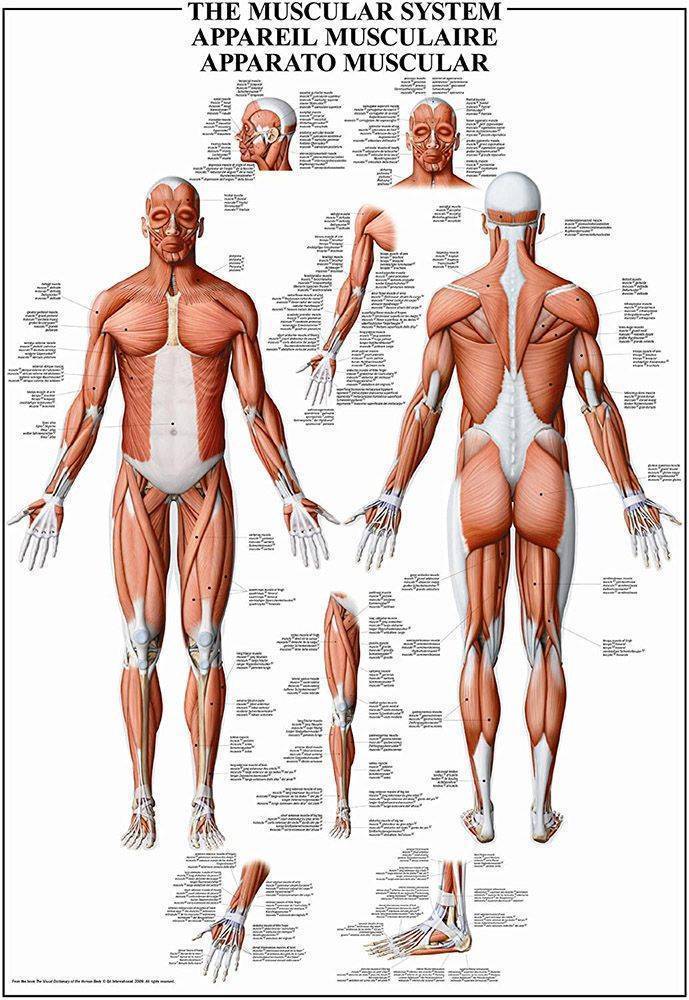 THE MUSCULAR SYSTEM RICORDI 1000 ΚΟΜΜΑΤΙΑ RICORDI