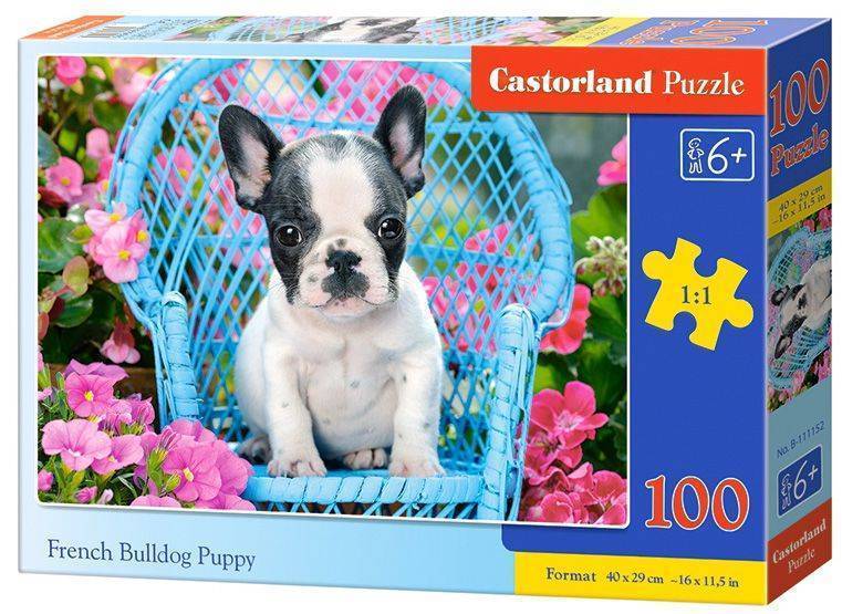 FRENCH BULLDOG PUPPY CASTORLAND 60 ΚΟΜΜΑΤΙΑ CASTORLAND